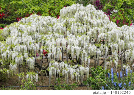 満開の白藤の花(あしかがフラワーパーク) 満開の白藤の花(あしかがフラワーパーク) 140192240