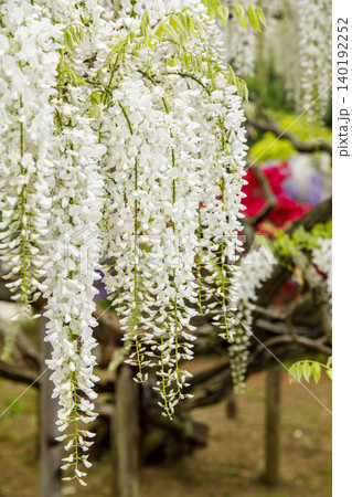 満開の白藤の花(あしかがフラワーパーク) 満開の白藤の花(あしかがフラワーパーク) 140192252