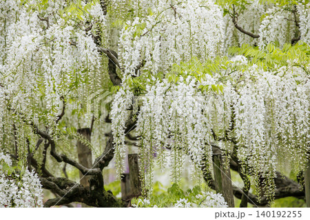 満開の白藤の花(あしかがフラワーパーク) 満開の白藤の花(あしかがフラワーパーク) 140192255