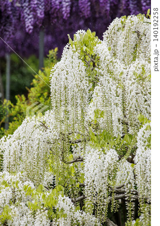 満開の白藤の花(あしかがフラワーパーク) 満開の白藤の花(あしかがフラワーパーク) 140192258