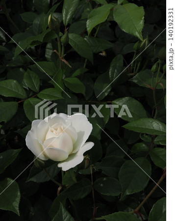 暗い緑葉の背景に美しく浮かび上がる純白の薔薇の一輪と蕾の縦位置構図 単焦点レンズによるシックな初夏 暗い緑葉の背景に美しく浮かび上がる純白の薔薇の一輪と蕾の縦位置構図 単焦点レンズによるシックな初夏 140192331