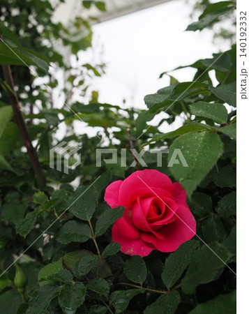 水滴をまとった美しい赤い薔薇の一輪と緑葉の縦位置構図 単焦点レンズによる明るいコピースペース 140192332