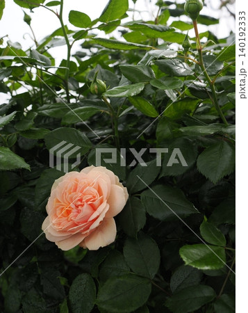 バラ園に咲く淡いピンクの薔薇の一輪と蕾の縦位置構図 単焦点レンズによる美しい背景ボケと緑葉 バラ園に咲く淡いピンクの薔薇の一輪と蕾の縦位置構図 単焦点レンズによる美しい背景ボケと緑葉 140192333