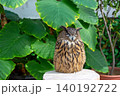 みみずく 140192722
