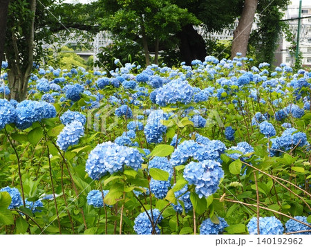木陰に咲く青いアジサイ 多摩川台公園 木陰に咲く青いアジサイ 多摩川台公園 140192962