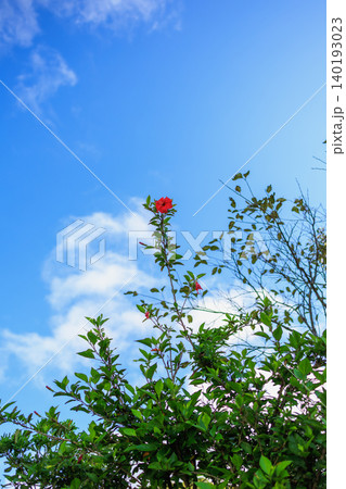 青空へ伸びるハイビスカスの花咲く南国の風景 青空へ伸びるハイビスカスの花咲く南国の風景 140193023