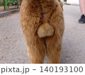 Close-up of a fluffy ginger cat's hindquarters and testicles from behind on a path 140193100