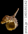 one big of Sichuan pepper green isolated very close on a black 140193142