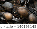 Seaweed, Fucus background 140193143