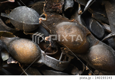 Seaweed, Fucus background Seaweed, Fucus background 140193143