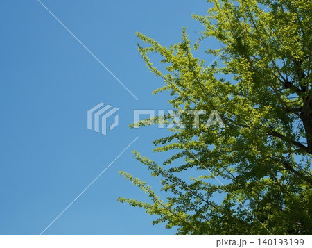 青空の下で揺れる緑の木と葉の自然風景 青空の下で揺れる緑の木と葉の自然風景 140193199
