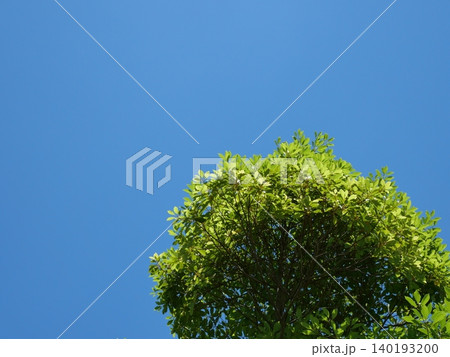 青空の下で揺れる緑の木と葉の自然風景 青空の下で揺れる緑の木と葉の自然風景 140193200