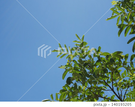 青空の下で揺れる緑の木と葉の自然風景 青空の下で揺れる緑の木と葉の自然風景 140193205