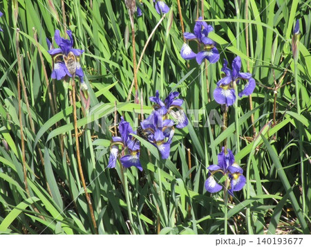 雑然と咲くアヤメの花 雑然と咲くアヤメの花 140193677