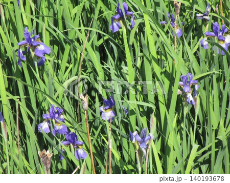 雑然と咲くアヤメの花 雑然と咲くアヤメの花 140193678