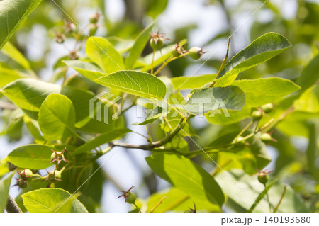 Unripe Green Berries Developing on Tree Branch Closeup Unripe Green Berries Developing on Tree Branch Closeup 140193680