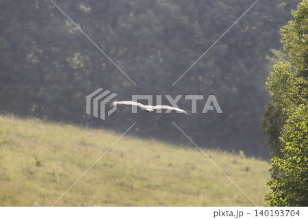 Photo of a stork in flight Photo of a stork in flight 140193704