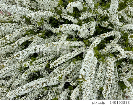 ユキヤナギ：枝を覆い尽くす無数の白い小花 140193858