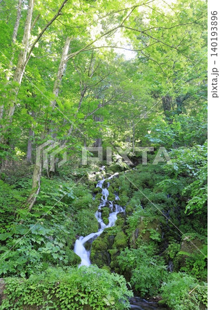 ブナ坂の清水 尾瀬国立公園 /福島県 南会津郡 檜枝岐村 ブナ坂の清水 尾瀬国立公園 /福島県 南会津郡 檜枝岐村 140193896