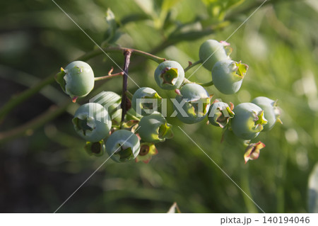 Unripe Green Blueberries Cluster on Bush Closeup 140194046