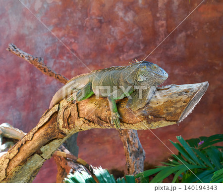 Mexican iguana on a tree trunk Mexican iguana on a tree trunk 140194343