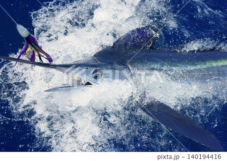 Beautiful white marlin real billfish sport fishing Beautiful white marlin real billfish sport fishing 140194416