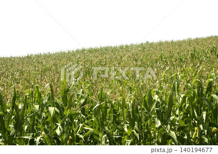 Corn green fields landscape outdoors 140194677