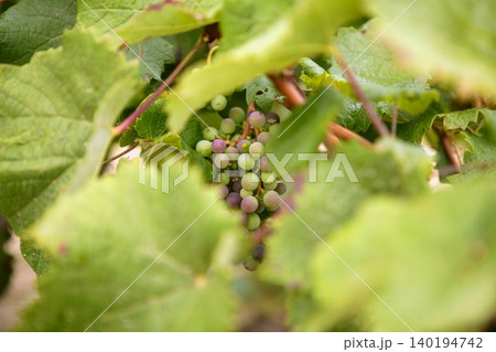 Grape details growing in vineyard field Grape details growing in vineyard field 140194742