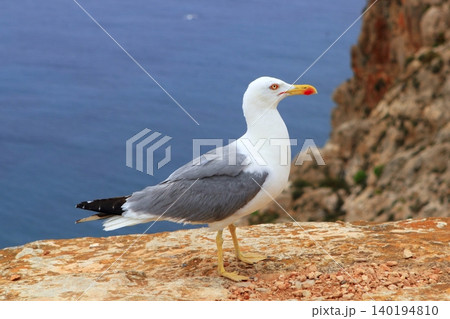 Yellow bill seagull posing in rocky sea mountain Yellow bill seagull posing in rocky sea mountain 140194810