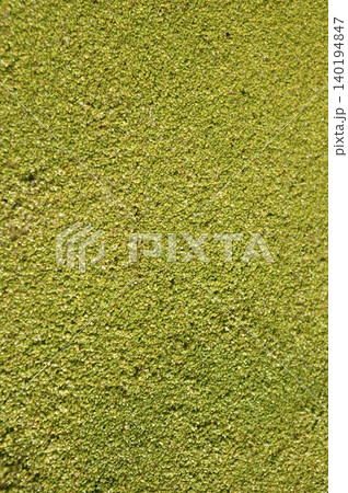 Duckweed, Lenma minor floating vegetation  140194847