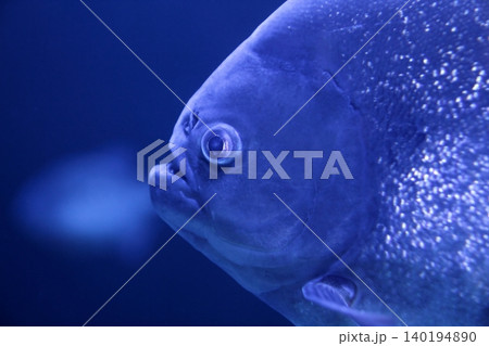 fish piranha macro face detail blue color water 140194890