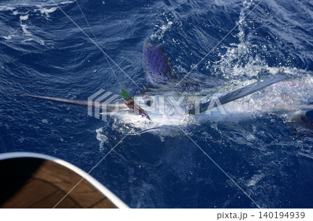 Atlantic white marlin big game sport fishing Atlantic white marlin big game sport fishing 140194939