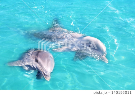 Dolphins couple swimming in blue turquoise water Dolphins couple swimming in blue turquoise water 140195011