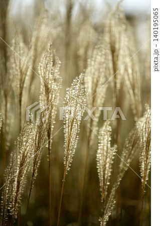 Mediterranean wild golden spikes 140195065