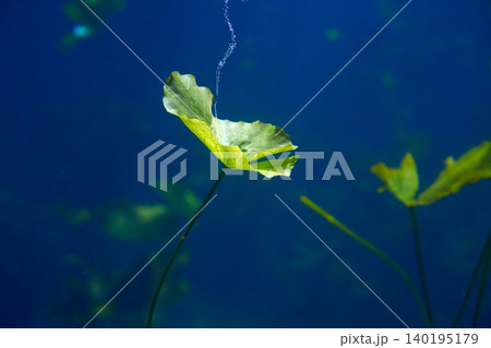 Cenote sinkhole waterplants in Riviera Maya Cenote sinkhole waterplants in Riviera Maya 140195179