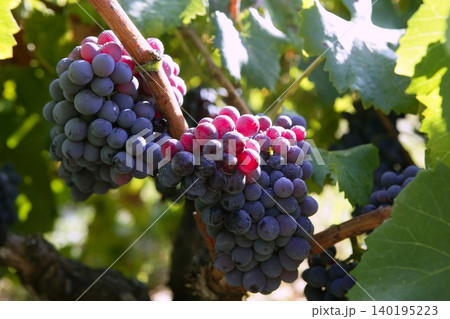 Black red grape for wine production in Spain Black red grape for wine production in Spain 140195223