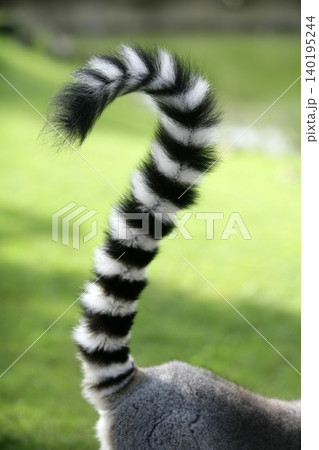Ring tailed lemur from Madagascar. Question mark shape tail 140195244