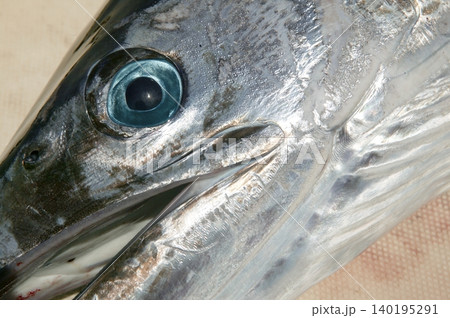 mediterranean spearfish billfish head tetrapturus belone marlin mediterranean spearfish billfish head tetrapturus belone marlin 140195291