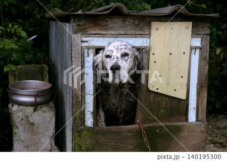 Adorable shetter dog in its wooden house 140195300