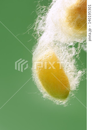 yellow silkworm cocoon over green 140195301