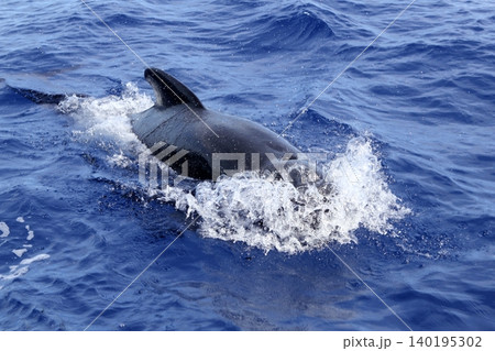 pilot whale free in open sea blue mediterranean 140195302