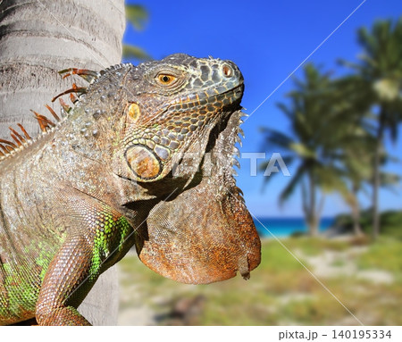 Mexican iguana in tropical Caribbean beach 140195334