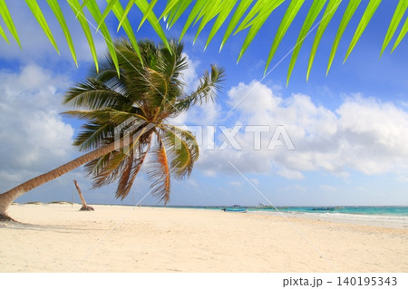 Coconut palm trees tropical typical background 140195343