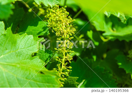 Close-up of a green grape inflorescence developing tiny young berries on a vine, surrounded by vibrant lush foliage in a sunny vineyard. 140195366