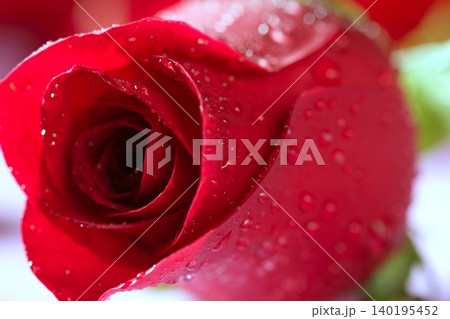Red rose macro with water droplets 140195452