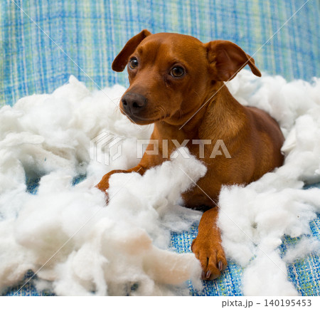 naughty playful puppy dog after biting a pillow 140195453