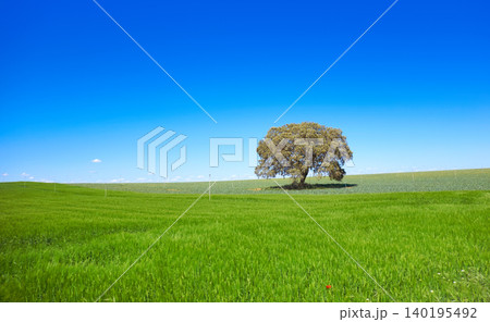 Castile La Mancha fields in Cuenca Castile La Mancha fields in Cuenca 140195492