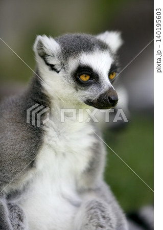 Madagascar Ring Tailed Lemur Madagascar Ring Tailed Lemur 140195603
