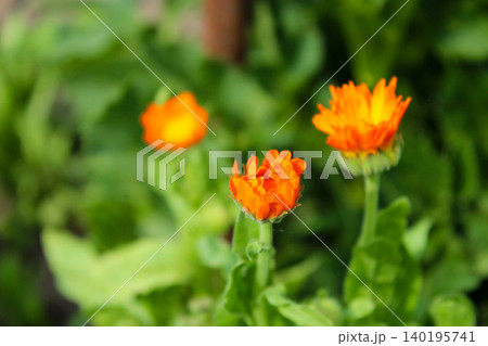 Three orange marigold flowers bloom amidst vibrant green foliage, with one partially closed bud in the center focusing under soft, natural light. Three orange marigold flowers bloom amidst vibrant green foliage, with one partially closed bud in the center focusing under soft, natural light. 140195741