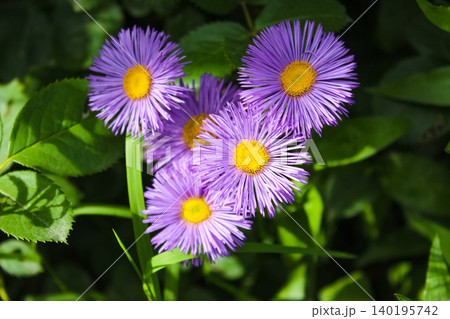 Vibrant purple aster-like flowers with dense needle-like petals and bright yellow centers bloom amidst lush green leaves under sunlight. Vibrant purple aster-like flowers with dense needle-like petals and bright yellow centers bloom amidst lush green leaves under sunlight. 140195742